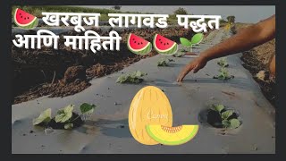 🍉🍉खरबूज लागवड पद्धत आणि काळजी 🌱🍉🍉ड्रिंचिंग कसे करावे?