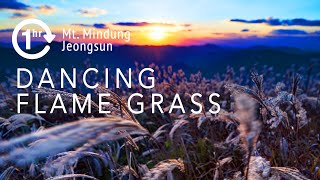 [ASMR] 민둥산, 바람에 춤추는 억새풀 소리, 21가지 풍경 | Dancing Flame Glass Sound on the Top of Mt. | 21-scenery