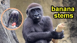 Gorilla Jabali enjoy banana stems,step on the ball金剛猩猩Jabali開心吃/玩香蕉纖維,踩在橘球上