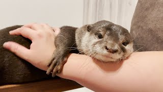 カワウソビンゴの可愛すぎる甘え声｜Otter Bingo request mommy for his daily petting time