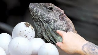 MY FRILLED DRAGON LAID EGGS!! NOVA is a DADDY!! | BRIAN BARCZYK