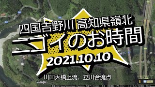 ニゴイのお時間です。😆 吉野川 高知県 嶺北 2021 10 10