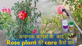 अचानक बारिश होने पर Rose plant की देख भाल कैसे करे ? How to care Roses after rain fall ?