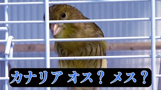 カナリア　オス？　メス？　Singing canary