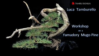 Workshop on a Yamadory Mugo Pine by Luca Tamburello - Tambu Bonsai