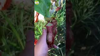 #shorts பூச்சி உண்ணும் தாவரம் /Nepenthes carnivorous plant eating bug in Tamil/bugs #youtubeshorts