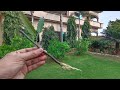 Secret to grow Ulta Ashok cutting | How to grow Polyathia Longifolia from cuttings