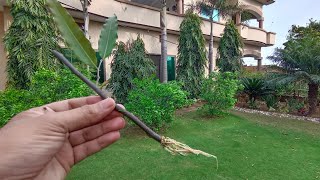 Secret to grow Ulta Ashok cutting | How to grow Polyathia Longifolia from cuttings