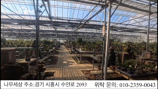 나무세상분재원 탐방 영상#분재 #bonsai