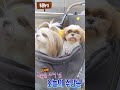 밤산책후 집에들어가요🐶 shorts