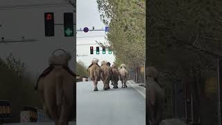 🧐鸣沙山的骆驼下班回家了，冲冲冲！！The #camels of Mingsha Mountain are off work and heading home, rushing,  rushing!