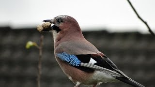 Vlaamse Gaai (Jay, Garrulus glandarius) komt een doppinda halen | Uddel | The Netherlands.