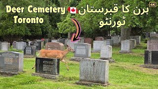 🦌 ٹورنٹو کے پارک لان قبرستان میں پوشیدہ ہرن کی پناہ گاہ - کینیڈا 🇨🇦