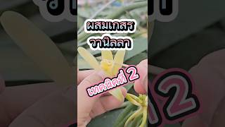 ผสมเกสรวานิลลา เทคนิคที่ 2 #ต้นวานิลลา #vanilla #วนิลา #วานิลลา #ปลูกวานิลลา #ผสมเกสรวานิลลา