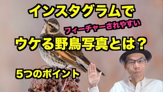 【野鳥撮影】インスタグラムで好まれる野鳥写真とは？５つのポイント【フィーチャー・イイネされやすい】