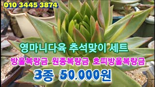 #영마니다육추석맞이한정판매#방울복랑금3종세트50.000원#원종방울복랑금#호피방울복랑금#방울복랑금 놓치면후회합니다 다육이도구경오세요