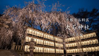 [LUMIX S5] 京都山科　大石神社　大石桜