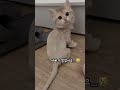 생기다만 사자가 된 메리... shorts 고양이일상 cute cat catlover