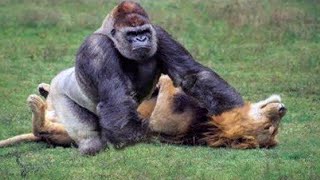עשר החיות הכי חזקות בספארי באפריקה | טופטן