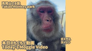 【高尾山さる園】本日のもぐもぐ動画【Snow monkey】