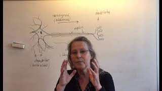 #Nervcell #Nk1b #synaps #signalsubstans