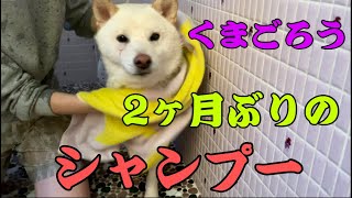 【柴犬】2ヶ月ぶりのお風呂で小さな抵抗をする柴犬