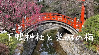 京都 下鴨神社 光琳の梅 Shimogamo-jinja Shrine