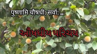 ઔષધીય પરિચય -કદંબ//aushdhiy  parichay -kadamb//dr anil dungarani