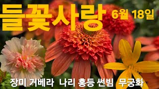 #겹에키네시아 #후룩스 #나리 #니포피아 #장미 #무궁화 #썬빔 #아부틸론홍등 들꽃사랑