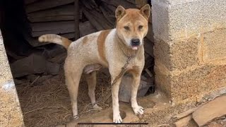 老师傅家养了好多实战的广西土猎犬，这么多高颜值的土狗大饱眼福