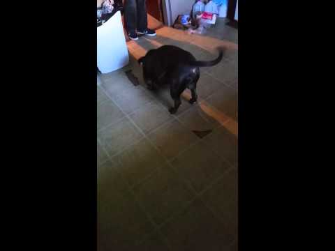Watch dog with new Rabies tag Watch dog with new Rabies tag