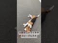 お散歩ストライキ中のビーグル子犬 ビーグル犬 beagle snoopy パピー ビーグル ビーグル子犬 スヌーピー