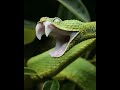 incident of opening the mouth of a green colored snake. m4tkt പച്ച പാമ്പ്. big വായ