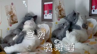 |貓咪的迷惑行爲|寶貝|我的貓|妳別睡   寶貝，我沒睡zzzzz #猫咪的迷惑行为 #萌宠出道计划 #养猫