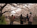 【杉並桜2018】善福寺川緑地の桜が満開を迎えました