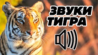 Звук тигра, как рычит тигр