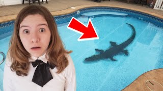 ALLIGATOR IN OUR POOL!