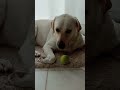 【速く見える。　白い犬】ラブラドールレトリバーと家族のリアルな暮らし。　＃labrador retriever lifestyle 　2022年8月21日