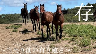 【1歳馬】　撮影終了‼️と思いきや……⁉️⁉️⁉️