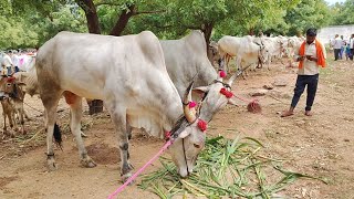 Karnataka Yarragatti kilara Market Videos 2024 // Yarragatti kilara Oxess,bulls, cows,buffalosvideos