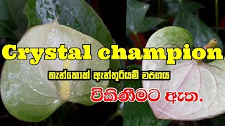 Crystal champion | බැන්කොක් ඇන්තූරියම් වර්ගය | Lovely NATURE