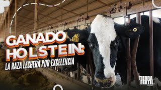 Ganado Holstein, la raza lechera por excelencia