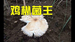 号称绝美的鸡枞菌，小伙天刚亮就到农田里寻找，不料遇到特大菌王【农人阿蓝】