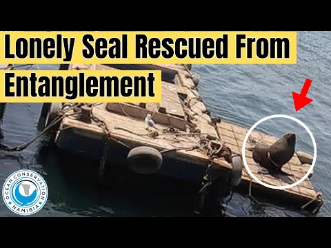 Lone seal rescued from entanglement