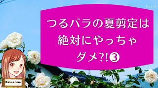 ③～長い梅雨明け後と豪雨の後の株は肥料を変えても結局同じ?!