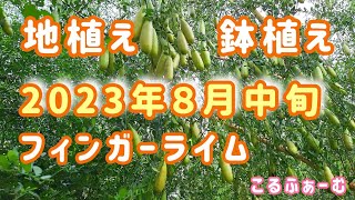 【 フィンガーライム 】８月中旬の様子 アブラムシその後