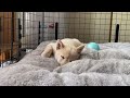 遊び疲れて寝落ちする柴犬