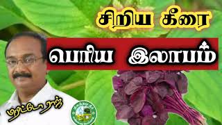 சிறிய கீரை! பெரிய லாபம் !! பிரிட்டோ ராஜ்