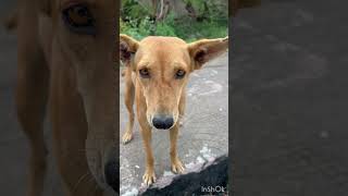 Na pillalni chala miss avuthunna frnds 🥹🥺🥺#shorts #youtubeshorts #dog #viralvideo #doglover