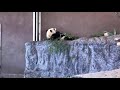 🐼panda live🐼 元気にもぐもぐ彩浜🌈なう 2019年11月16日